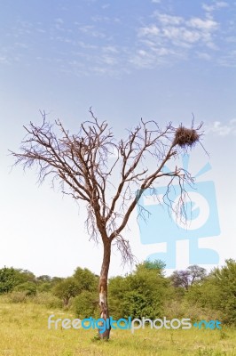 Landscape In Botswana Stock Photo