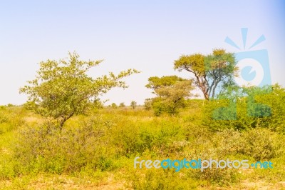 Landscape In Botswana Stock Photo