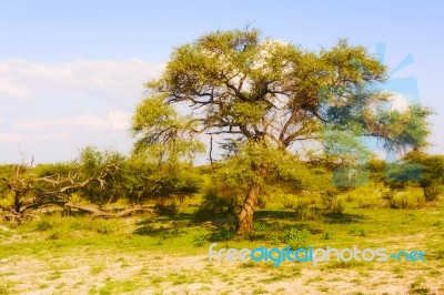 Landscape In Botswana Stock Photo