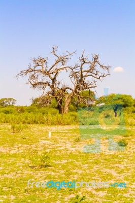 Landscape In Botswana Stock Photo