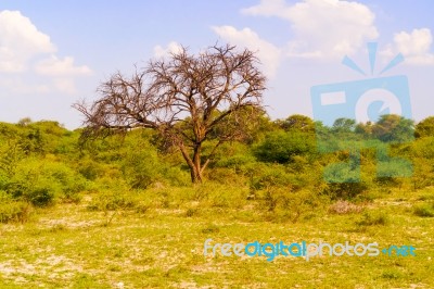 Landscape In Botswana Stock Photo