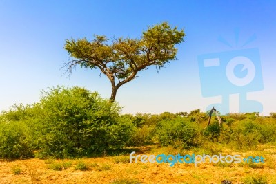 Landscape In Botswana Stock Photo