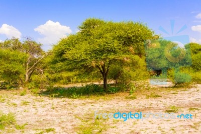 Landscape In Botswana Stock Photo