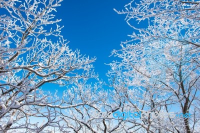 Landscape In Winter,deogyusan In Korea Stock Photo