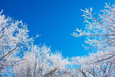 Landscape In Winter,deogyusan In Korea Stock Photo