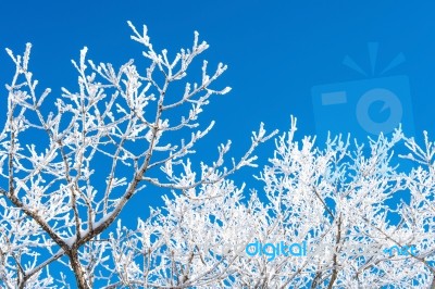 Landscape In Winter,deogyusan In Korea Stock Photo