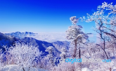 Landscape In Winter,deogyusan In Korea Stock Photo