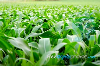 Landscape Of Corn Stock Photo