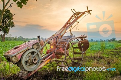 Landscape Of Corn Stock Photo