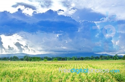 Landscape Of Corn Field And Local Road With The Sunset  Stock Photo