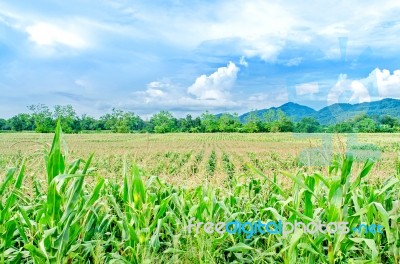 Landscape Of Corn Field And Local Road With The Sunset  Stock Photo