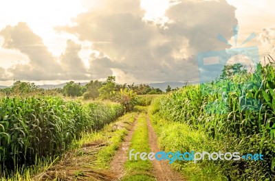 Landscape Of Corn Field And Local Road With The Sunset  Stock Photo