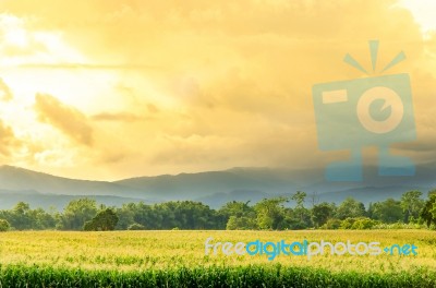 Landscape Of Corn Field And Wide Corn Farm With The Sunset Stock Photo