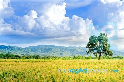 Landscape Of Corn Field And Wide Corn Farm With The Sunset Stock Photo