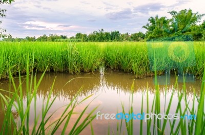 Landscape Of Cornfield And Green Field With River And Sky Reflec… Stock Photo