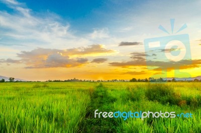 Landscape Of Cornfield And Green Field With Sunset On The Farm Stock Photo