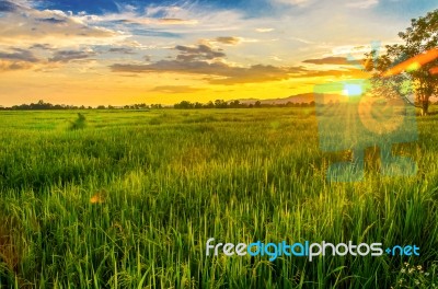 Landscape Of Cornfield And Green Field With Sunset On The Farm Stock Photo