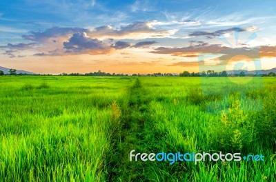 Landscape Of Cornfield And Green Field With Sunset On The Farm Stock Photo