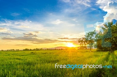 Landscape Of Cornfield And Green Field With Sunset On The Farm Stock Photo