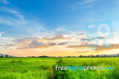 Landscape Of Cornfield And Green Field With Sunset On The Farm Stock Photo