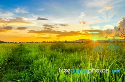 Landscape Of Cornfield And Green Field With Sunset On The Farm Stock Photo