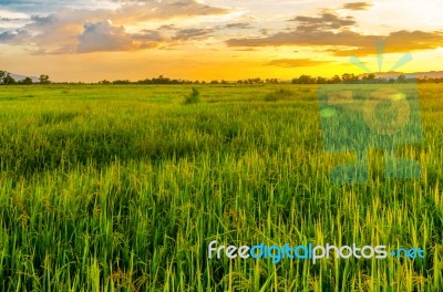 Landscape Of Cornfield And Green Field With Sunset On The Farm Stock Photo