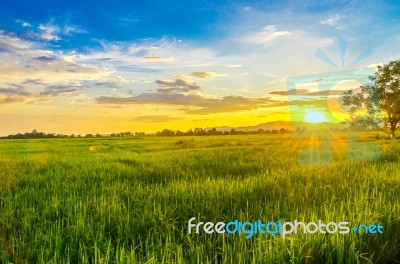 Landscape Of Cornfield And Green Field With Sunset On The Farm Stock Photo