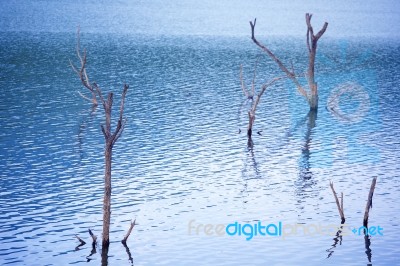 Landscape Of Dead Tree In The Lake Stock Photo