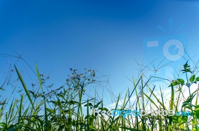 Landscape Of Grass And Flower With Blue Sky Stock Photo