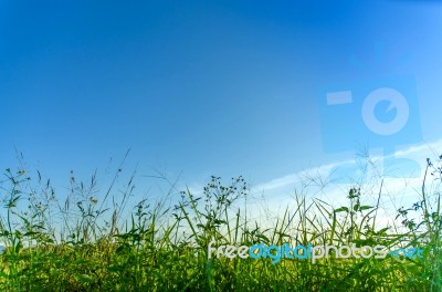 Landscape Of Grass And Flower With Blue Sky Stock Photo