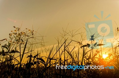 Landscape Of Grass And Flower With Yellow Sky Stock Photo