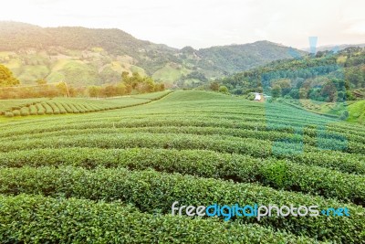 Landscape Of Green Tea Plantation Stock Photo