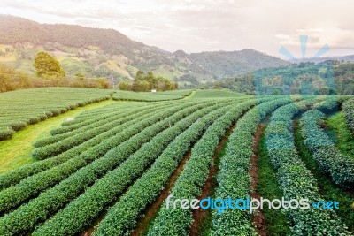 Landscape Of Green Tea Plantation Stock Photo