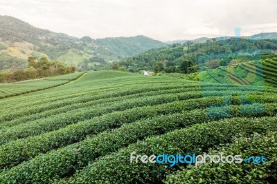 Landscape Of Green Tea Plantation Stock Photo