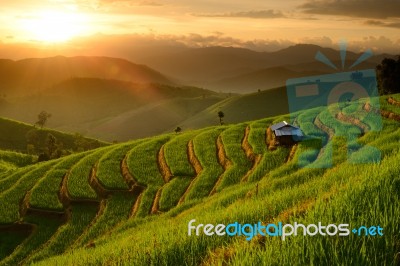 Landscape Of Rice Terraces Stock Photo