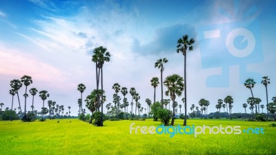 Landscape Of Sugar Palm And Rice Field Stock Photo