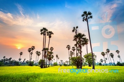 Landscape Of Sugar Palm And Rice Field At Sunset Stock Photo