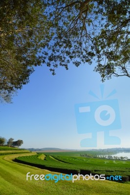 Landscape Of Tea Plantation Blue Sky Background Stock Photo