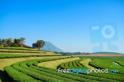 Landscape Of Tea Plantation Blue Sky Background Stock Photo