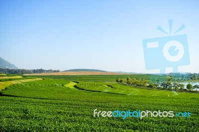 Landscape Of Tea Plantation, Green Field Stock Photo