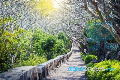 Landscape Of Tunnel Trees Way Walk Of Phra Nakhon Khiri Historic… Stock Photo