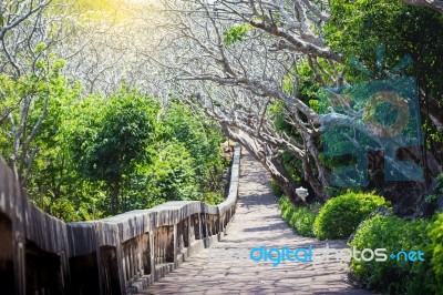 Landscape Of Tunnel Trees Way Walk Of Phra Nakhon Khiri Historic… Stock Photo