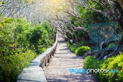 Landscape Of Tunnel Trees Way Walk Of Phra Nakhon Khiri Historic… Stock Photo