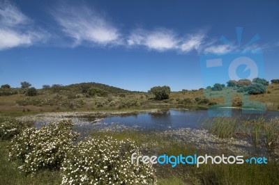 Landscape With Temporary Pond Stock Photo