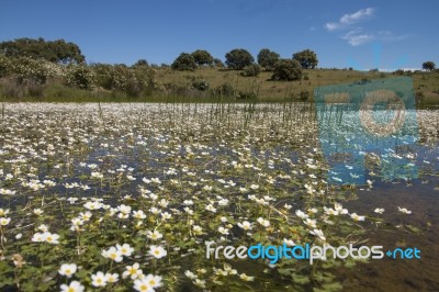 Landscape With Temporary Pond Stock Photo