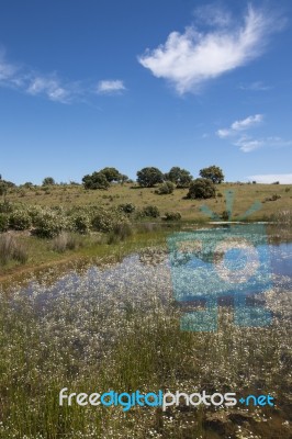 Landscape With Temporary Pond Stock Photo