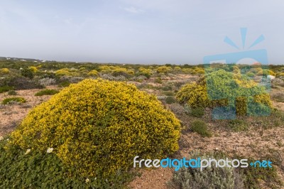 Landscape With Ulex Densus Shrubs Stock Photo