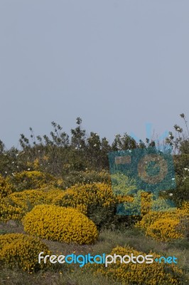 Landscape With Ulex Densus Shrubs Stock Photo