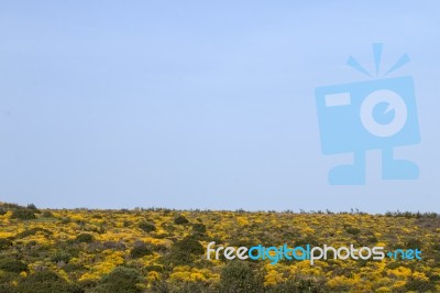 Landscape With Ulex Densus Shrubs Stock Photo