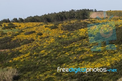 Landscape With Ulex Densus Shrubs Stock Photo